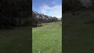 Many Trees Down Post-Hurricane