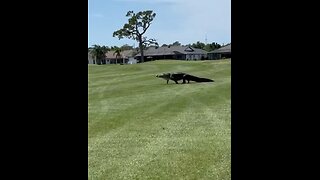 Gigantic Alligator Seen Roaming Florida Golf Course