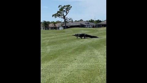 Gigantic Alligator Seen Roaming Florida Golf Course