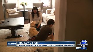 Centennial family looks for a cure after their dog loses use of his hind legs
