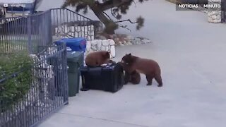Ursos lutam para abrir lixo na Califórnia