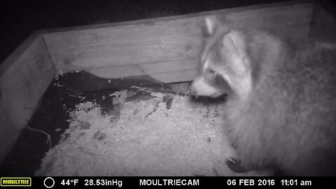 Raccoon 🦝 gets up close and personal with the 📽️ camera look 👀 at the👀 eyes #cute #funny #animal
