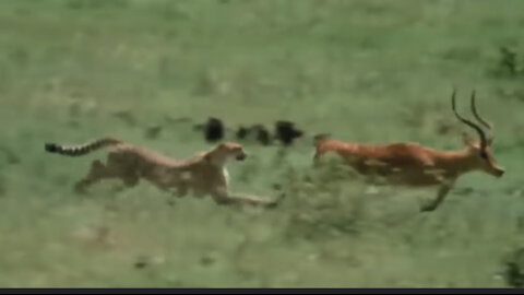 How a cheetah conquers its prey