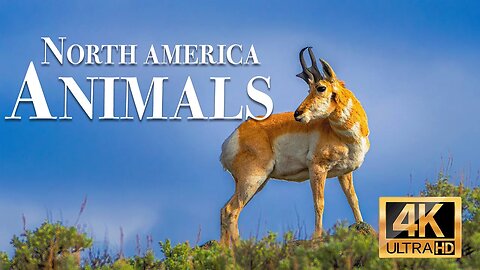 дикие животные северной америки 4k - Замечательный фильм о дикой природе с успокаивающей музыкой