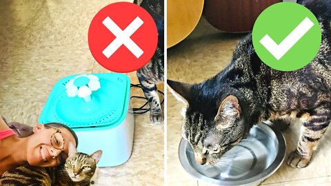 IMMEDIATELY throw your cat's plastic bowls in the garbage
