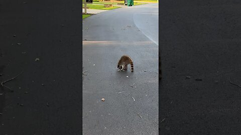 Have you ever seen a Raccoon do this?