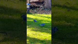 Wild Blue Jays in Canada