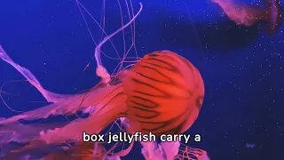 "Bioluminescent Beauties: Exploring the Secret Lives of Jellyfish"