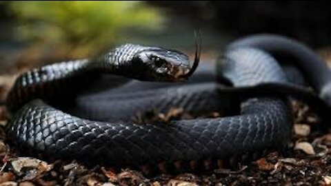 The 10 most dangerous snakes in the world