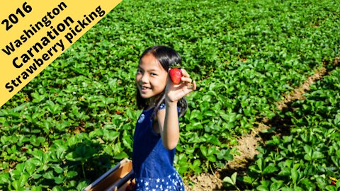 Washington, Carnation. Picking Strawberries at Remlinger Farms and Harvold farms 2016