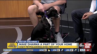 Pet of the week: Dharma enjoys doing dog yoga and playing with her toys