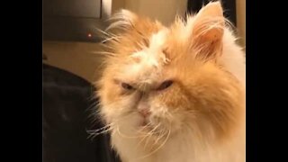 On a trouvé le nouveau "Grumpy Cat"!