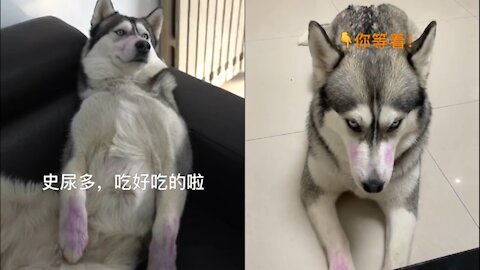 Husky Punished for stealing food, angry expression