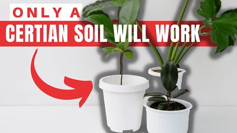 Choosing A Potting Soil For Self Watering Containers. How To Transition A Plant To A New Pot.