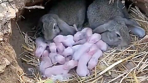 Pregnant rabbit giving birth to her newborn babies at home