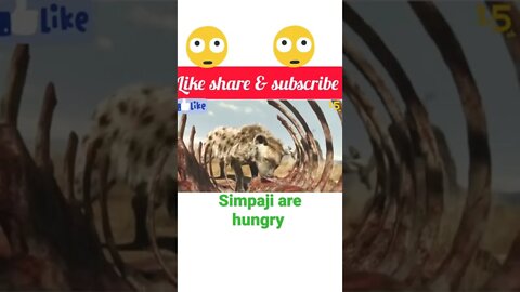 Simpaji are so hungry| #shorts #youtubeshorts