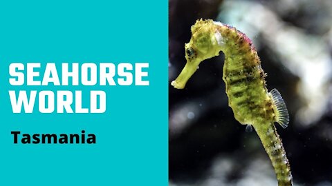 Tasmania - Seahorse World Beauty Point