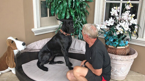 Adopted Great Dane Learns Thunderstorms Don't Have To Be Scary