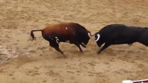 fight between the bulls