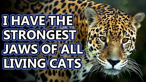 Jaguar facts: and How They Compare to Leopards | Shoikat180