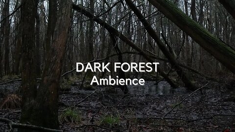 DARK FOREST Ambience | Light Rain and Rain Drops Falling From Trees