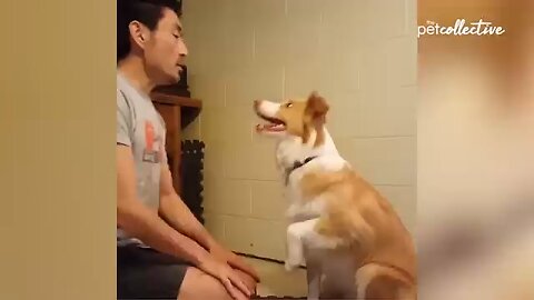 Try Not To Laugh Challenge 30 Minutes Of Funny Dogs