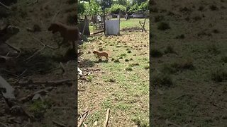 Sheep dog fears sheep