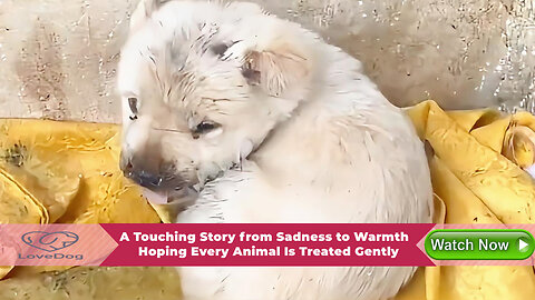A Touching Story from Sadness to Warmth, Hoping Every Animal Is Treated Gently
