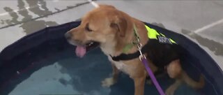 High heat threatens pet health in Las Vegas