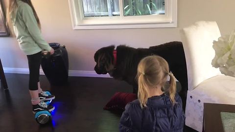 Dog protects girl on hoverboard with pillow