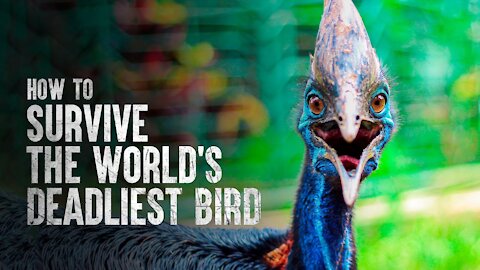 HOW to SURVIVE the World’s Deadliest bird?