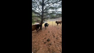 Goofing Around with the Cows