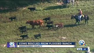 Dramatic cow rescue