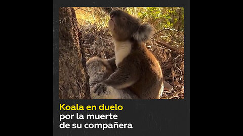 Desgarrador momento de un koala en duelo por la muerte de su compañera