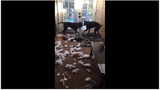 Doberman & Labrador decimate living room couch