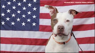 How to keep your pet safe Fourth of July weekend