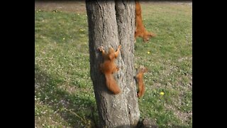 three squirrels are funny playing on a tree