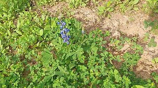 Hike Greenway Trail TX