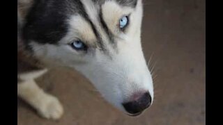 Husky inteligente come salsicha e cospe o medicamento