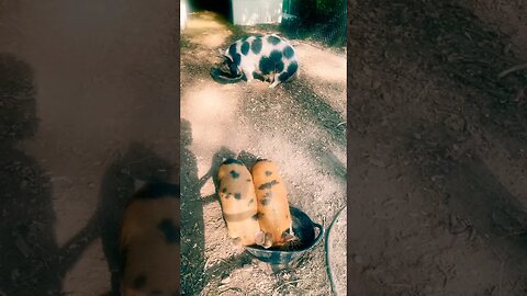 FEEDING PIGS #farmanimals #farmlife #asmr #foryou #homestead #kunekune #piggy #pigs #chickens #reels