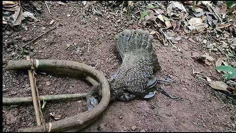 Good trap to catch Grey peacock pheasant