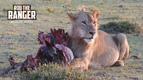 Lion Brothers With Their Breakfast | Maasai Mara Safari | Zebra Plains