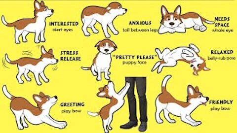 Dogs Language Explained : How to Understand Your Dog Better-Communication Clues