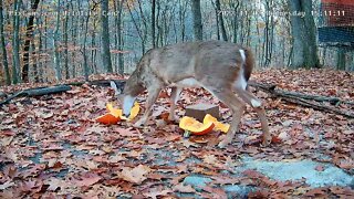 Bella enjoying a pumpkin , a flock of turkey hens 11/2/22