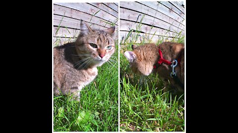 Cat likes to eat grass