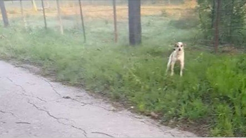 Abandoned Dog On The Side Of The Road Wants To Kiss Her Rescuer