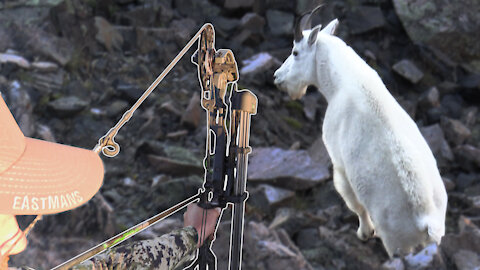 Mountain Goat with a Bow - Backcountry Hunting with Horses