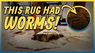 Stained, Burnt and Covered In Worms | Did I Save It ? | Satisfying Carpet Cleaning