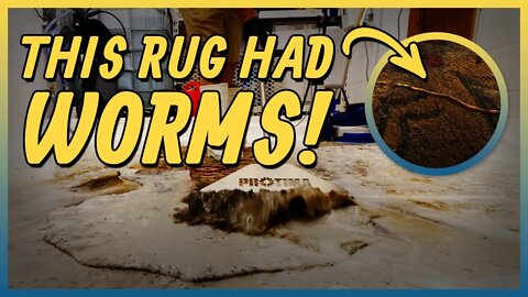 Stained, Burnt and Covered In Worms | Did I Save It ? | Satisfying Carpet Cleaning