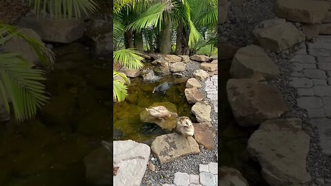 Breakfast with the Ducks! #ducks #duckpond #duck #duckstory #ducksswimminginpond #shorts